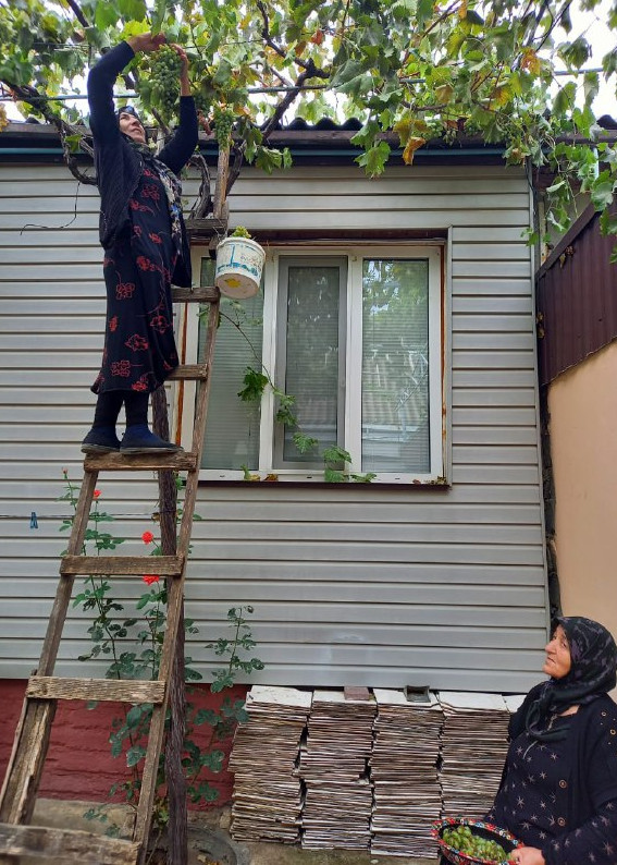 сбор урожая