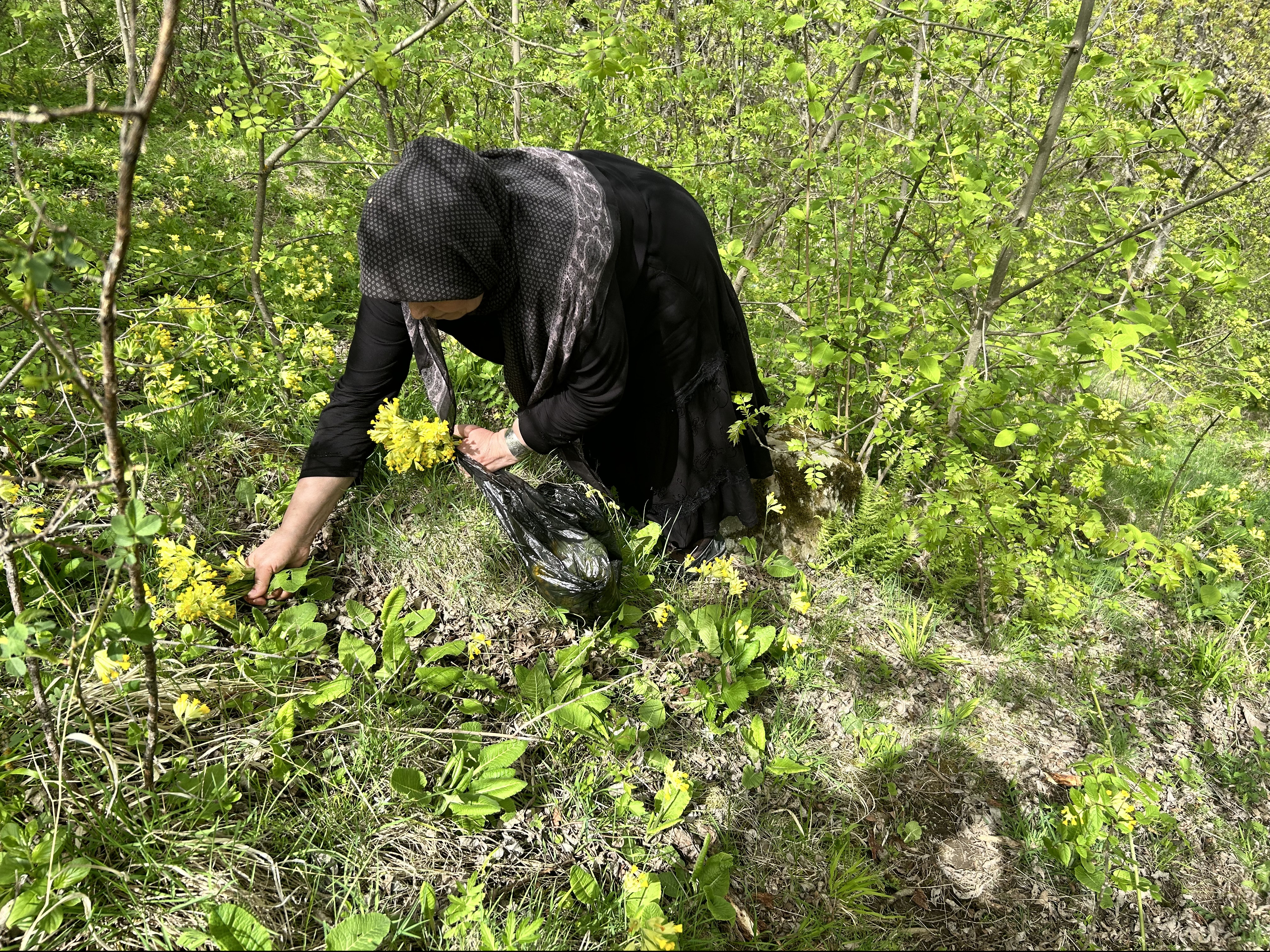 Майская заготовка лекарственных растений