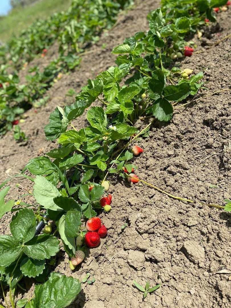 Реализация социального контракта на развитие личного подсобного хозяйства