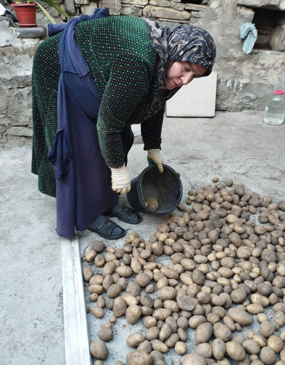 Социальные работники комплексного центра социального обслуживания населения Агульского района помогают подопечным в сборе урожая.