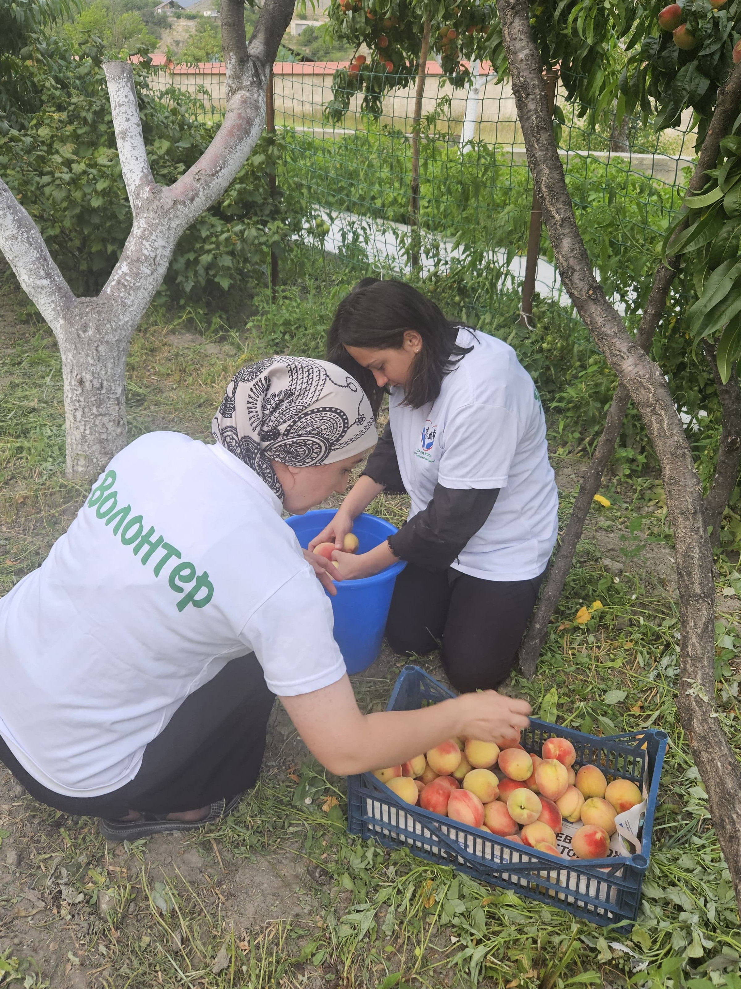 Социальный работник социального обслуживания на дому отделения №1 Асият Газимагомедова совместно с волонтерами оказывает социально-бытовые и дополнительные услуги подопечной Дербишевой Хадижат . Патимат Абдулкадирова Сего