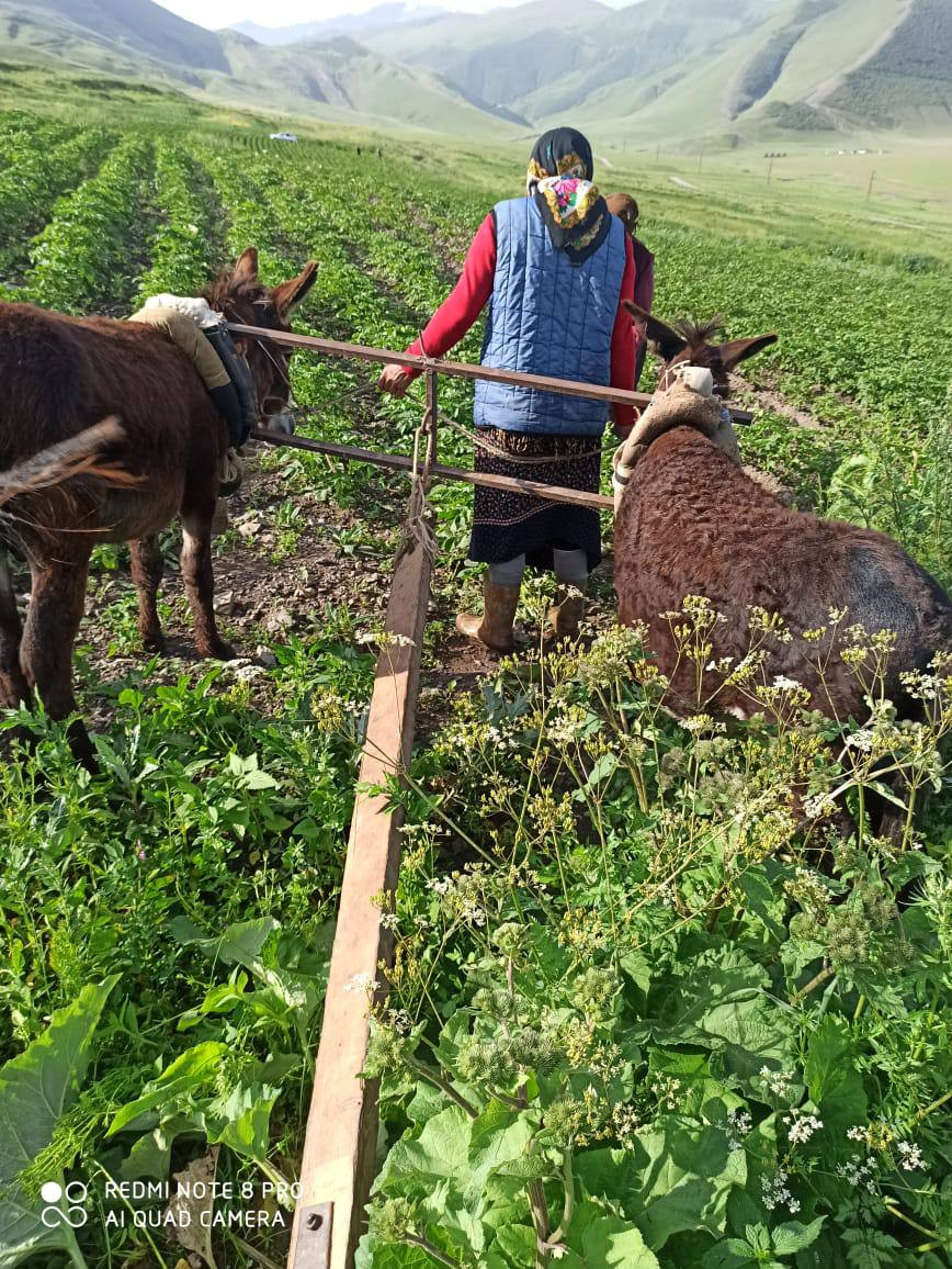 Социальные работники Минтруда Дагестана в Кулинском районе помогают подопечным справляться с сезонными сельскохозяйственными работами