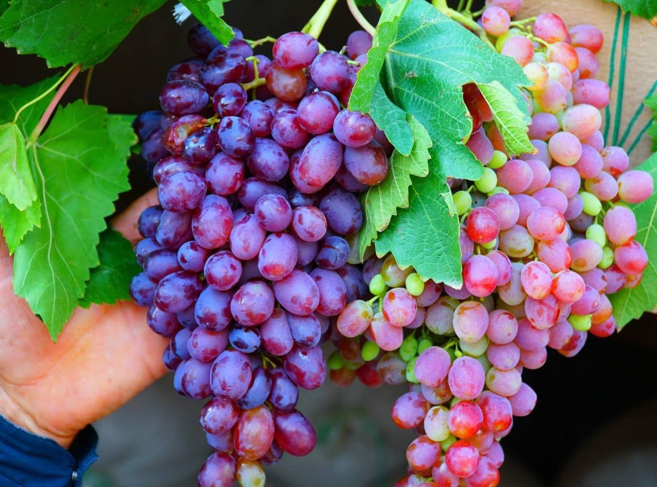 Виноградарство – одно из направлений, обсуждавшихся на встрече главы Дагестана Сергея Меликова и президента Курчатовского института Михаила Ковальчука