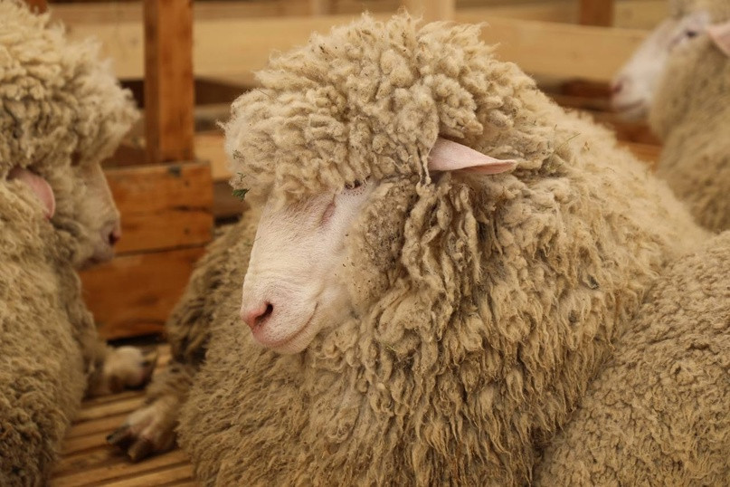 Внедрение стандартов «халяль» при развитии животноводства может стать прорывным для экономики Дагестана