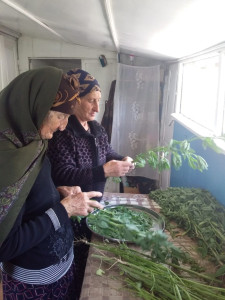 Сбор лекарственных трав