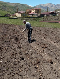 Социальный работник ГБУ РД КЦСОН в МО "Агульский район" Наврузов. Н. оказывает помощь в посадке картофеля.