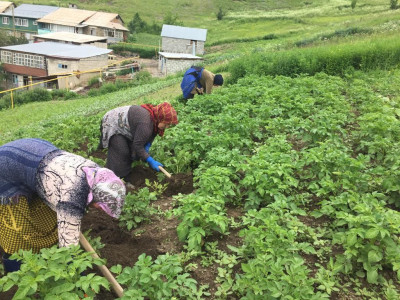Социальные работники селения Верхнее Гаквари делают прополку картошки.